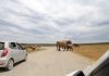 Self drive safari in Uganda