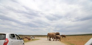 Self drive safari in Uganda