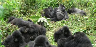 Bwindi Mountain Gorilla